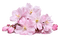 Fleurs.Pink.Cherry blossom.Victoriabea - PNG gratuit GIF animé