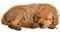 Tiere - kostenlos png Animiertes GIF