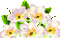 Y.A.M._Summer Flowers Decor - Animovaný GIF zadarmo animovaný GIF