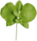 Fleur Vert:) - png grátis Gif Animado