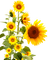 sunflowers  bp - GIF เคลื่อนไหวฟรี