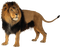 Kaz_Creations Lion - besplatni png animirani GIF