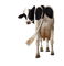 animals nancysaey - Free PNG Animated GIF