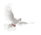 dove - Free PNG Animated GIF