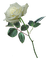 white rose - nemokama png animuotas GIF