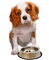 Tube Animaux Chien - 無料png アニメーションGIF