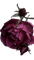 fleur pivoines violettes - png gratuito GIF animata