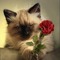 Kitty & Rose - PNG gratuit GIF animé