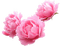 peonies Bb2 - 免费PNG 动画 GIF