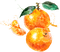 watercolor tangerine Bb2 - PNG gratuit GIF animé