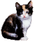 chaton - GIF animate gratis GIF animata