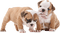 Kaz_Creations Dog Pup Dogs 🐶 - zdarma png animovaný GIF