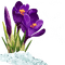 fleurs crocus - ilmainen png animoitu GIF