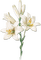 soave deco branch flowers spring lilies white - png gratis GIF animado