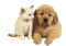 dog and cat - Безплатен анимиран GIF анимиран GIF