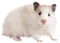 Kaz_Creations Animals Mouse - png gratis GIF animado