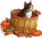 autumn cat pumpkin - GIF animé gratuit GIF animé