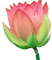 Lotus - gratis png animerad GIF