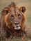 lion - Besplatni animirani GIF animirani GIF