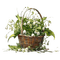 Lily of Valley.Basket.Flowers.Victoriabea - δωρεάν png κινούμενο GIF
