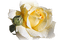 Flowers white bp - png gratis GIF animado
