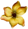 flower - zadarmo png animovaný GIF