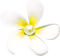 Flower.Pearl.Yellow.White - besplatni png animirani GIF