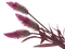 Raffine - Free PNG Animated GIF