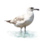 gala birds - bezmaksas png animēts GIF