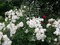 fleur blanche - png grátis Gif Animado