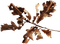 autumn deco kikkapink png branch leaves - 免费PNG 动画 GIF