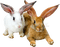 patymirabelle lapins