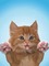 Katze, Cat - zadarmo png animovaný GIF