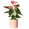 another potted plant - GIF animé gratuit