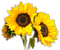 Kaz_Creations Deco Flowers Sunflower Flower