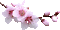 flower branch - Ilmainen animoitu GIF animoitu GIF