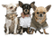 Chihuahua - GIF animasi gratis