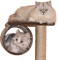 gala animals cat - bezmaksas png animēts GIF