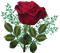 rose rouge.Cheyenne63 - Free PNG Animated GIF