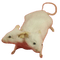 double headed rat - gratis png animeret GIF