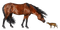 aze cheval marron Brown - PNG gratuit GIF animé