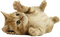 Cat - zdarma png animovaný GIF