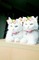 hermoso gatitos,Adolgian - png gratuito GIF animata