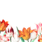 loly33 tulipe - δωρεάν png κινούμενο GIF