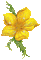 yellow flowers -Nitsa Papakon5