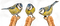birds, linnut - Free PNG Animated GIF