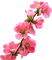 patymirabelle fleurs