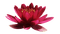 kukka, flower, fleur - darmowe png animowany gif