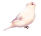 Bird - PNG gratuit GIF animé