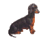dachshund - Бесплатный анимированный гифка анимированный гифка